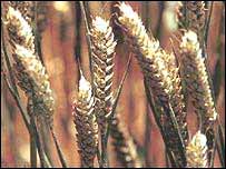 Genetically modified crops have been grown in the US for years