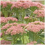sedum_spectabile_brilliant