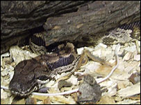 Snake under a log