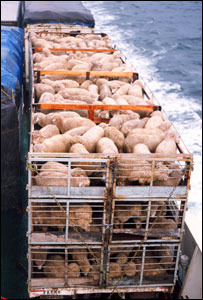 Transporte de gado. Foto: World Society for the Protection of Animals.