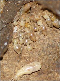 د واينه وو ژوند