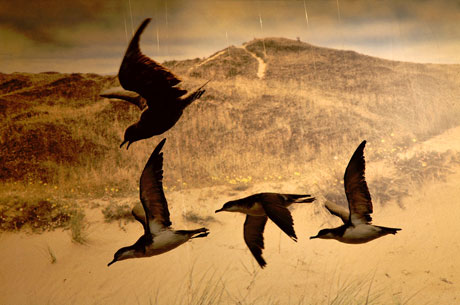 Image of a Tableau case - National Museum, Cardiff, 2006. Photo © David Hurn/ Magnum