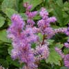 Astilbe x arendsii 'Amethyst'