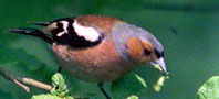 Chaffinch, copyright owned by Blueskybirds.co.uk