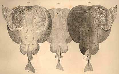 Engravings from John Hunter's paper to the Royal Society ©Royal College of Surgeons of England