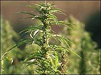 Hemp crop