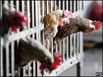 Galinhas à venda em mercado na Indonésia