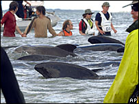 عمليات نجات نهنگها