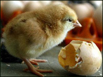 ماشين چوچه کشی