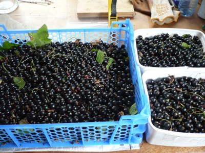berries picked from Nikki's garden, courtesy Veg in My Back Yard on Facebook