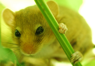 Dormouse