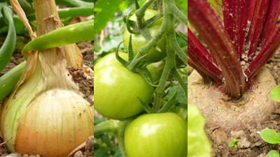 Vegetables grown by Hajara Javaheri