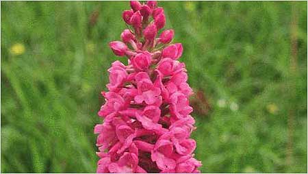 Fragrant Orchid c/o Natural England and Peter Wakely