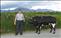 Harold on the farm with Big Ben the bull