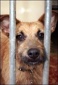 Os cães de rua seriam espertos demais para serem capturados