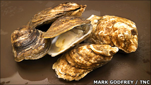 Oysters