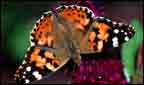Painted Lady Buttefly