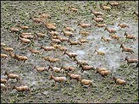 Manada de antílopes no sul do Sudão. Foto: Paul Elkan and J. Michael Fay