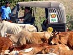 Rickshaw making its way through a cow traffic jam