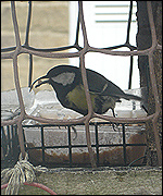 Great tit with rare beak growth (pic:Lib Bailey)