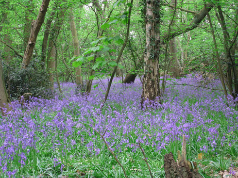 Bluebells