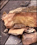 An example of calcified stone