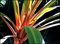 Cordyline "Sundance"