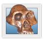 Australopithecus afarensis