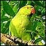 Parakeet