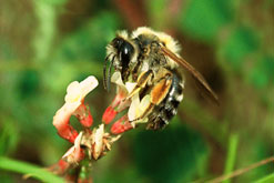 A bee on a flower [Image courtesy of Roy Kleukers EIS/Naturalis, the Netherlands]