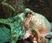 The elusive octopus