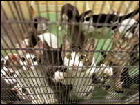 伦敦奥运工地有不少野猫