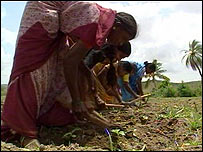 Phụ nữ Ấn Độ lao động