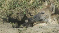 Hyenas in den
