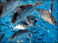 دکبانوپالنه