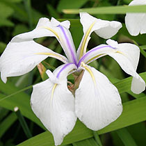 Iris laevigata 'Snowdrift'