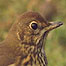 Hardcastle Crags (Image: Song Thrush)