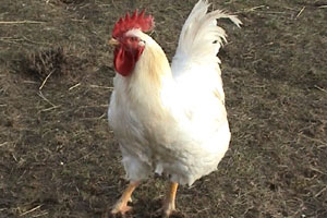 Martin runs the Chicken Rescue Centre