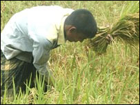 Rice crop