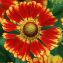 Helenium, Helen&rsquo;s flower