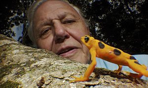 A Life In Cold Blood: Sir David Attenborough and a golden frog (atelopus ziteki)
