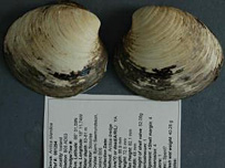 Ming clam the oldest animal