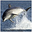 Dolphins (Image: Charlie Phillips)