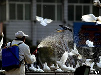 Chinês joga desinfetante em pombos na província de Lanzhou