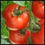 टमाटर