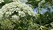 Giant Hogweed, Heracleum mantegazzianum (image courtesy of Jean-Pol GRANDMONT)
