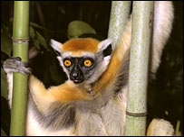 Golden_crowned_sifaka