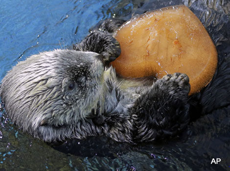 A sea otter