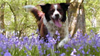 Dog in bluebells