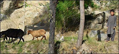 کمال د پسونو څرولو پرمهال